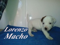 Jack Russell Terrier