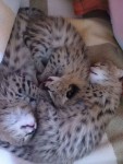 F1 Savana e gatinhos serval disponível