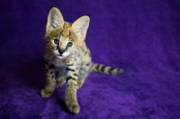 F1 Savana e gatinhos serval disponível