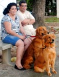 Filhotes de golden retriever