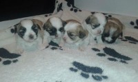Filhotes de Lhasa Apso