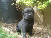 Cane Corso filhote
