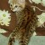 F1 Savana e gatinhos serval disponível - Imagem4