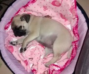 Pug Pedigree CBKC