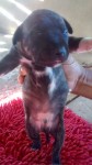 Lindos pit bulls