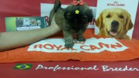 Filhotes de shih tzu, temos macho e fêmea