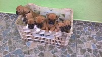 Venda de Filhotes da Raça Boxer