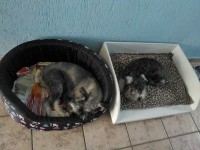 Filhote de Schnauzer