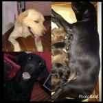 Vendo Filhotes de Labrador