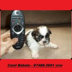 shih tzu 8.
