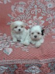 Lindos filhotes de Lhasa Apso