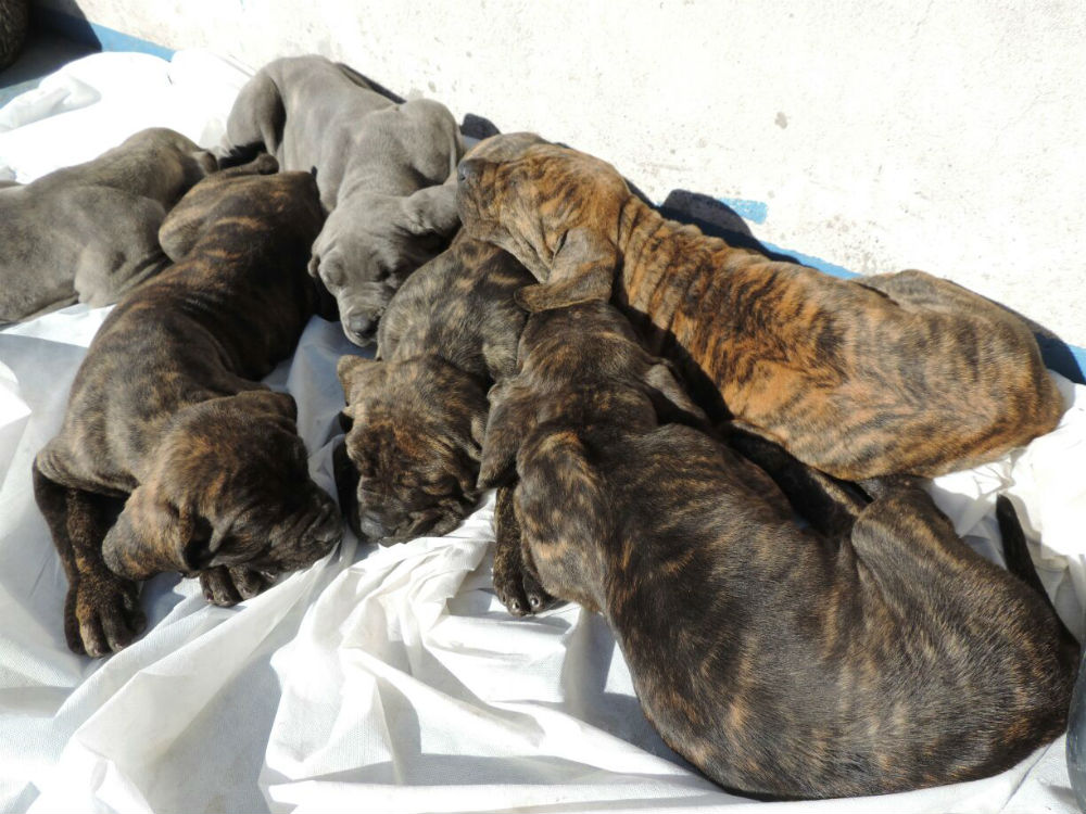 Filhotes de Fila Brasileiro Gigante pura linhagem