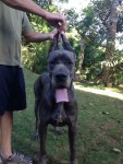 Dogue Alemão Azul
