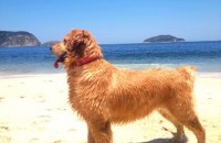 Filhotes de Golden Retriever