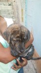 Vende-se filhotes de Akita