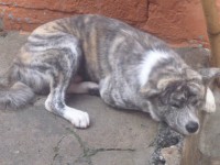 Vende-se filhotes de Akita