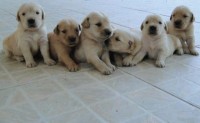 Filhotes de Golden Retriever