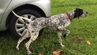 Pointer ingles