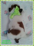 Filhotes de cães da raça shih tzu machos e fêmea