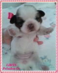 Filhotes de cães da raça shih tzu machos e fêmea