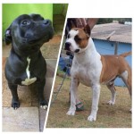 American Staffordshire