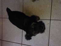 Filhote de Schnauzer