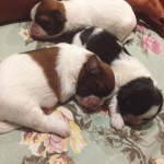 Filhotes de Shih Tzu machos
