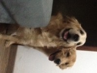 Filhotes de Golden Retriever