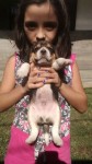 Filhotes de Beagle – Excelente Ninhada.