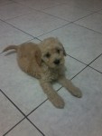 Filhote de Poodle Toy Macho