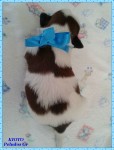 Filhotes de cães da raça shih tzu machos e fêmea