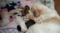 Vendo Filhotes de Lhasa Apso
