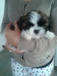 Vendo machos de shih tzu