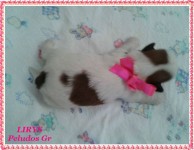 Filhotes de cães da raça shih tzu machos e fêmea
