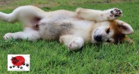 Filhotes de akitas