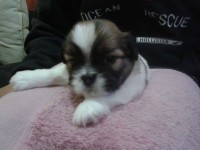 Filhotes de ShihTzu