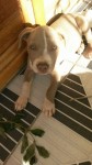 FIlhote de Pitbull Blue Fawn