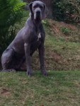 Dogue Alemão Azul