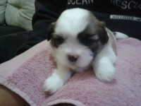 Filhotes de ShihTzu