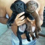 Vendo Filhotes de Labrador