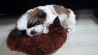 Filhote Shih tzu macho