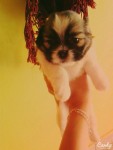 Filhotes de ShihTzu