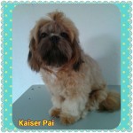 Filhotes de cães da raça shih tzu machos e fêmea