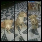 FIlhote de Pitbull Blue Fawn