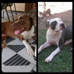 FIlhote de Pitbull Blue Fawn