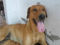 Rhodesian Ridgeback – Leão da Rodésia