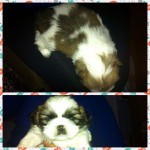 Filhote Shih tzu macho