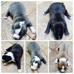 American Staffordshire