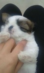 Vendo machos de shih tzu