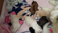 Vendo Filhotes de Lhasa Apso